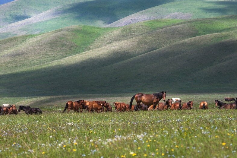 Джунгарские ворота. Степь и горы. Природа кыргызстана. Туған жер картинка. Туған жер қандай.